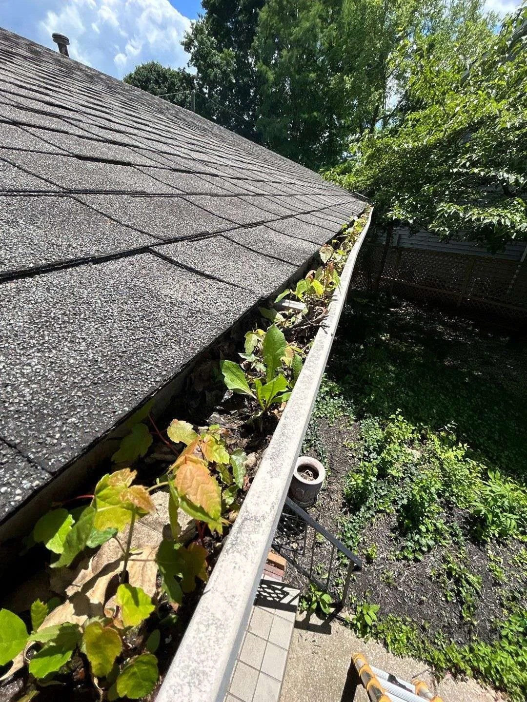 Close-up of a gutter with plants growing, showing the need for siding and gutter maintenance on a Lexington, KY home.