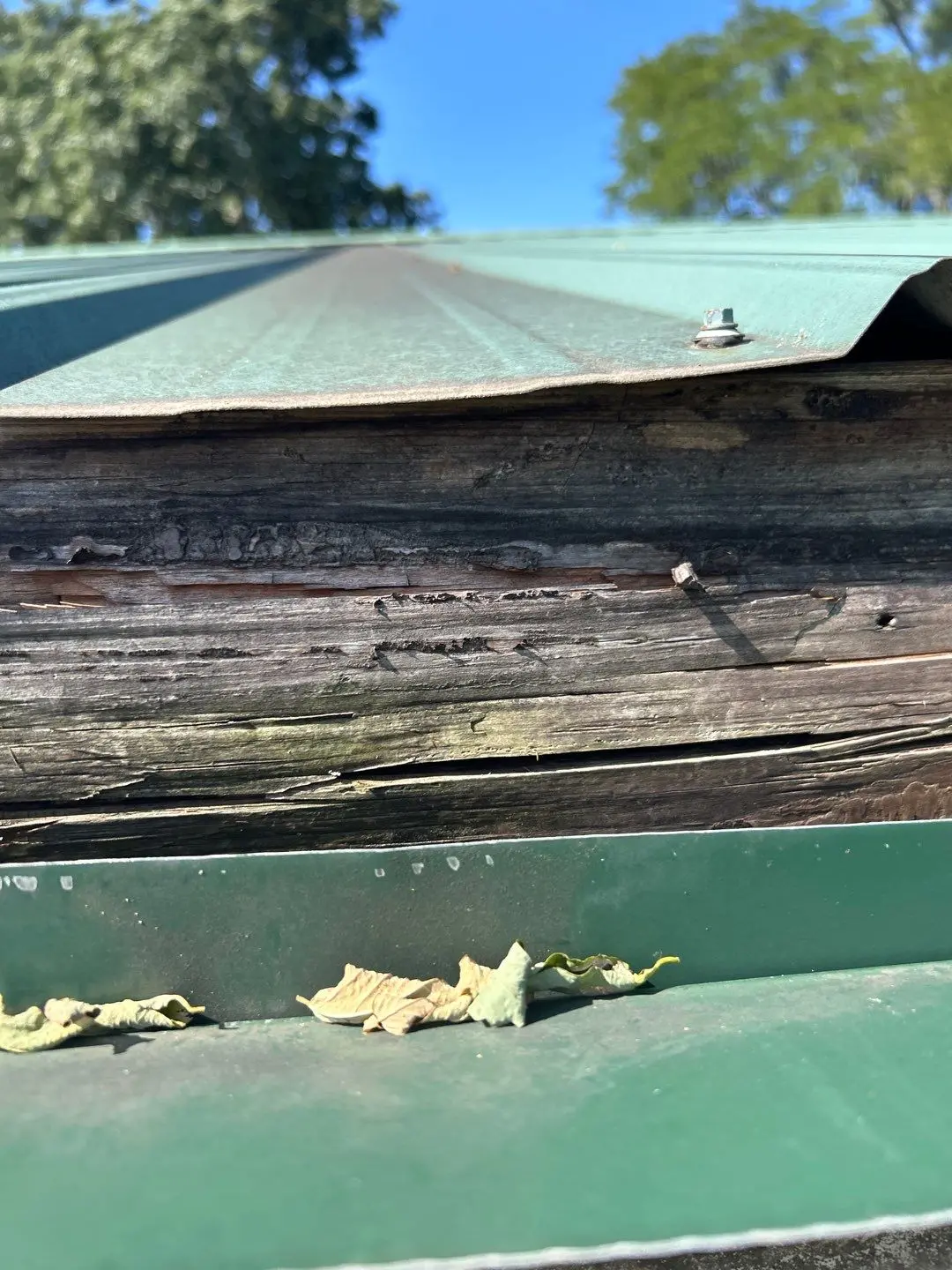 Close-up of rotted fascia board and leaves inside gutter on a metal roof building.