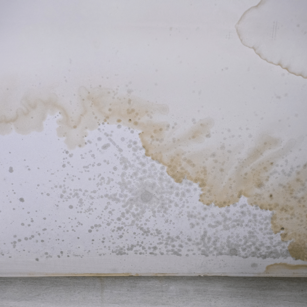 Ceiling water stains and mold from commercial roof leak in Simpsonville.